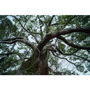 TTArtisan 21mm f/1.5 ASPH