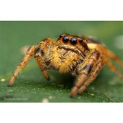 「LAOWA 100mm F2.8 2X Ultra Macro APO」※作例