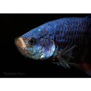 「LAOWA 100mm F2.8 2X Ultra Macro APO」※作例