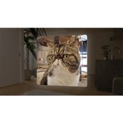 「RF-S7.8mm F4 STM DUAL」