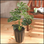 �����X�e���̎ʐ^