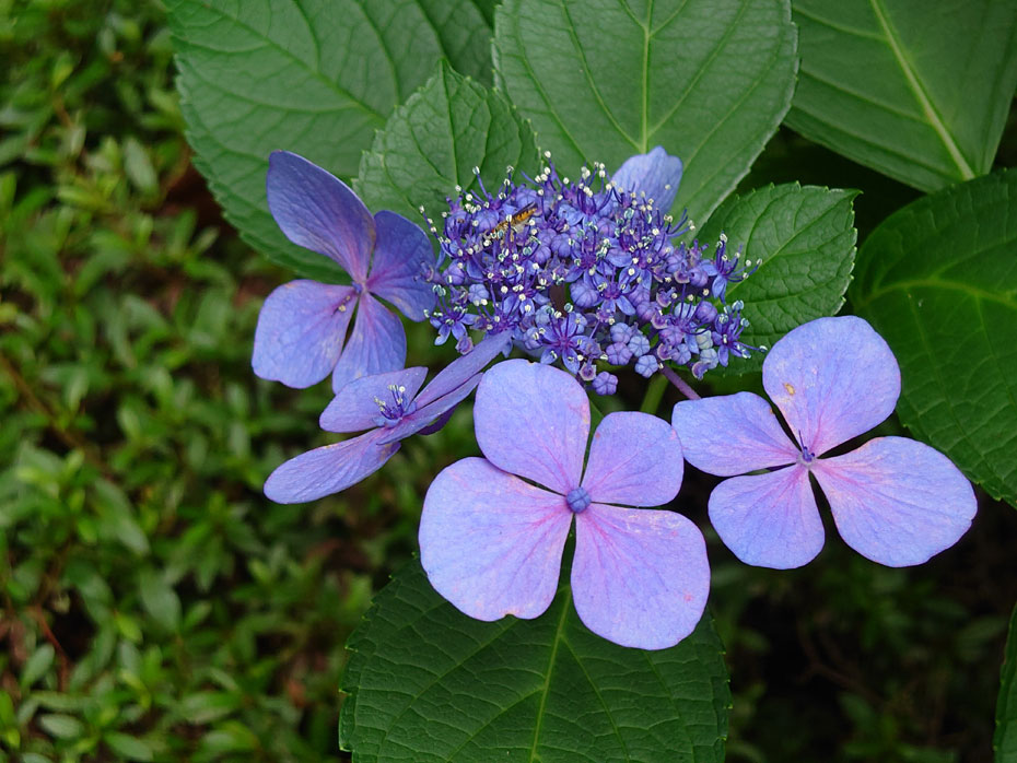 Xperia 1 III