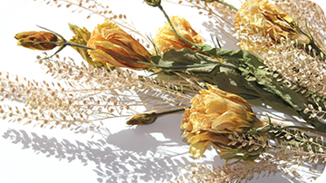 �h���C�t�����[