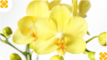 �C�G���[�E�I�����W