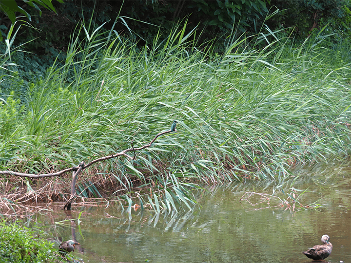 広角240mm(光学10倍)で撮った写真