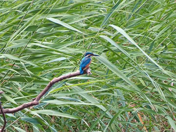 望遠960mm(光学40倍)で撮った写真