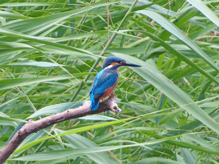 望遠1920mm相当(デジタル80倍)で撮った写真
