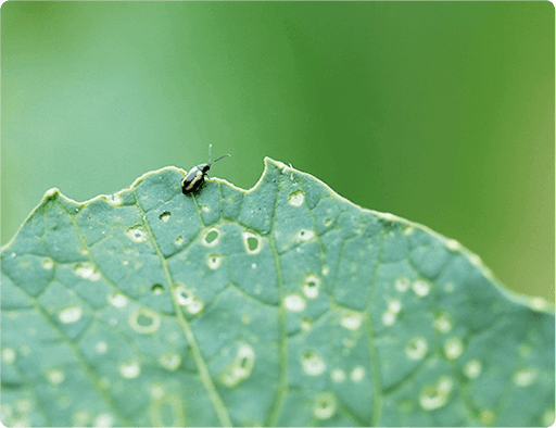 価格 Com インテリアとしても人気の観葉植物 種類別人気ランキングと育て方