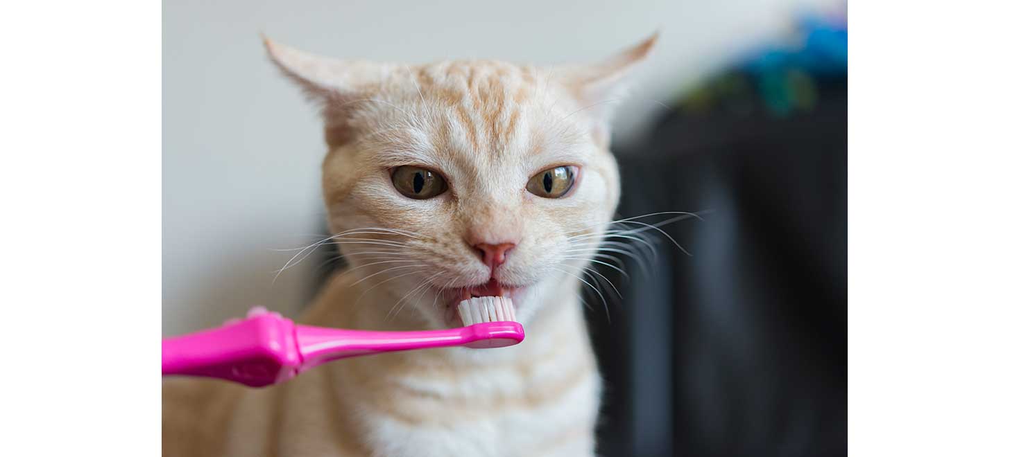 猫の歯周病