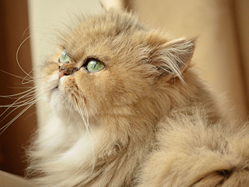 猫の甲状腺機能亢進症