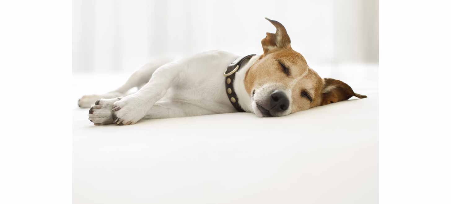 価格.com - 犬の気管虚脱の症状・原因と治療法について獣医師が解説