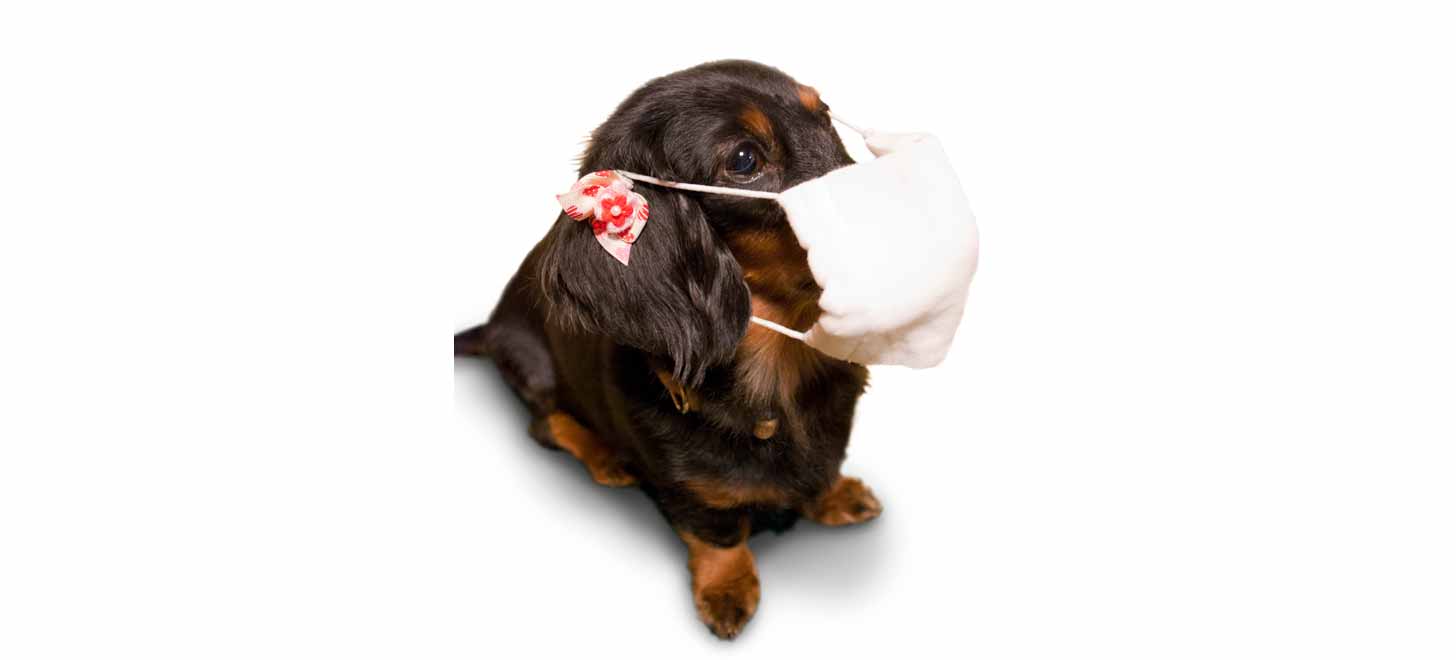 犬の咳の原因とは？考えられる病気と対処法について獣医師が解説