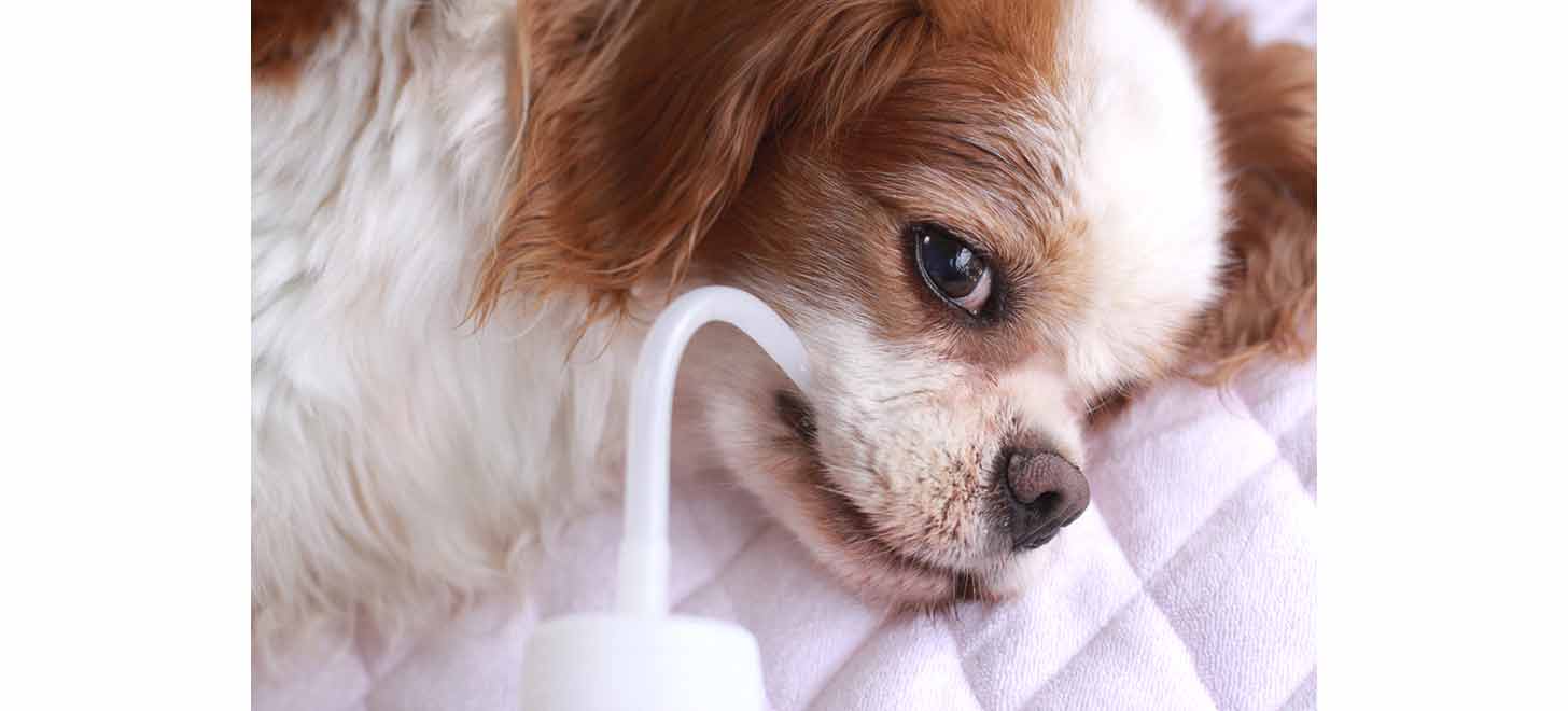 価格 Com 犬の糖尿病の症状 原因と治療法について獣医師が解説