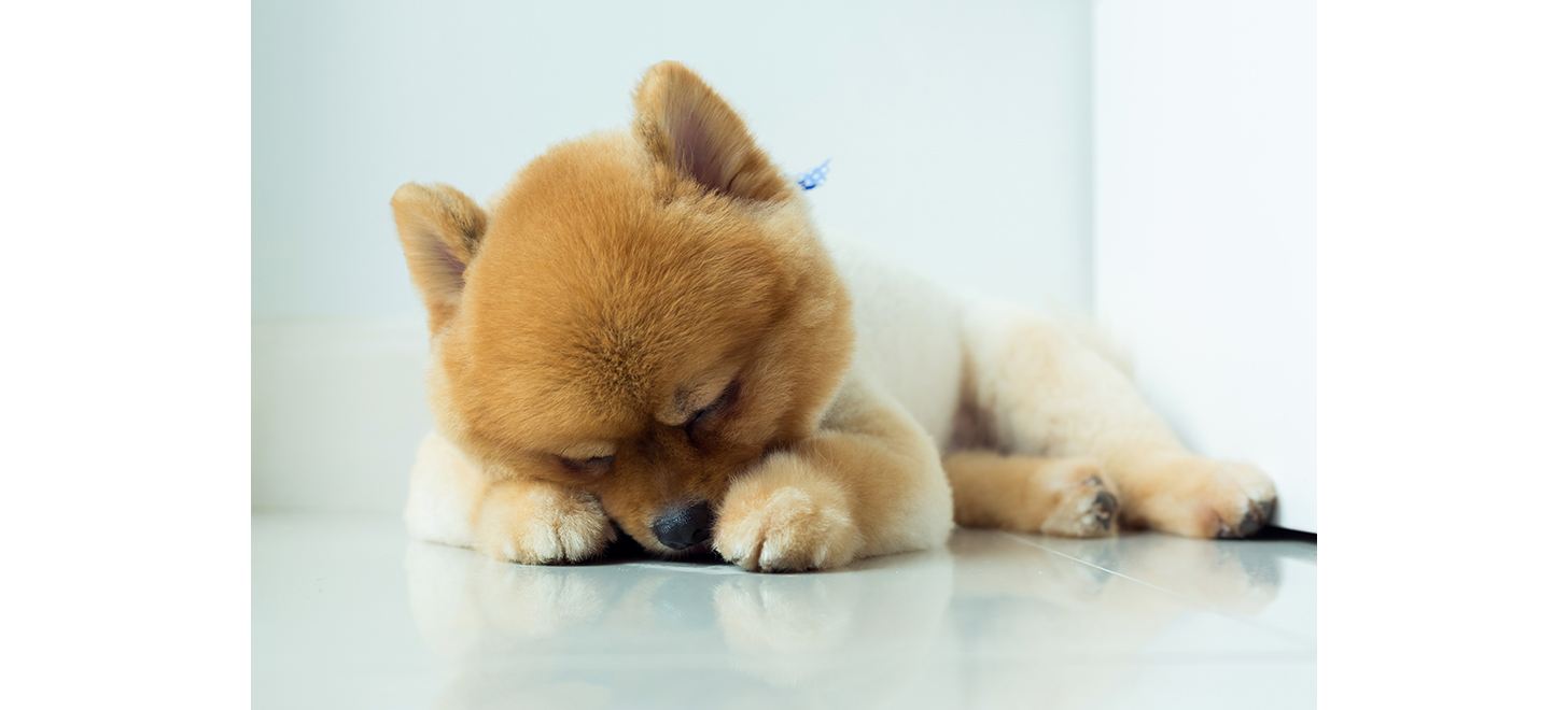 価格.com - 犬の腎臓病の症状・原因と治療法について獣医師が解説