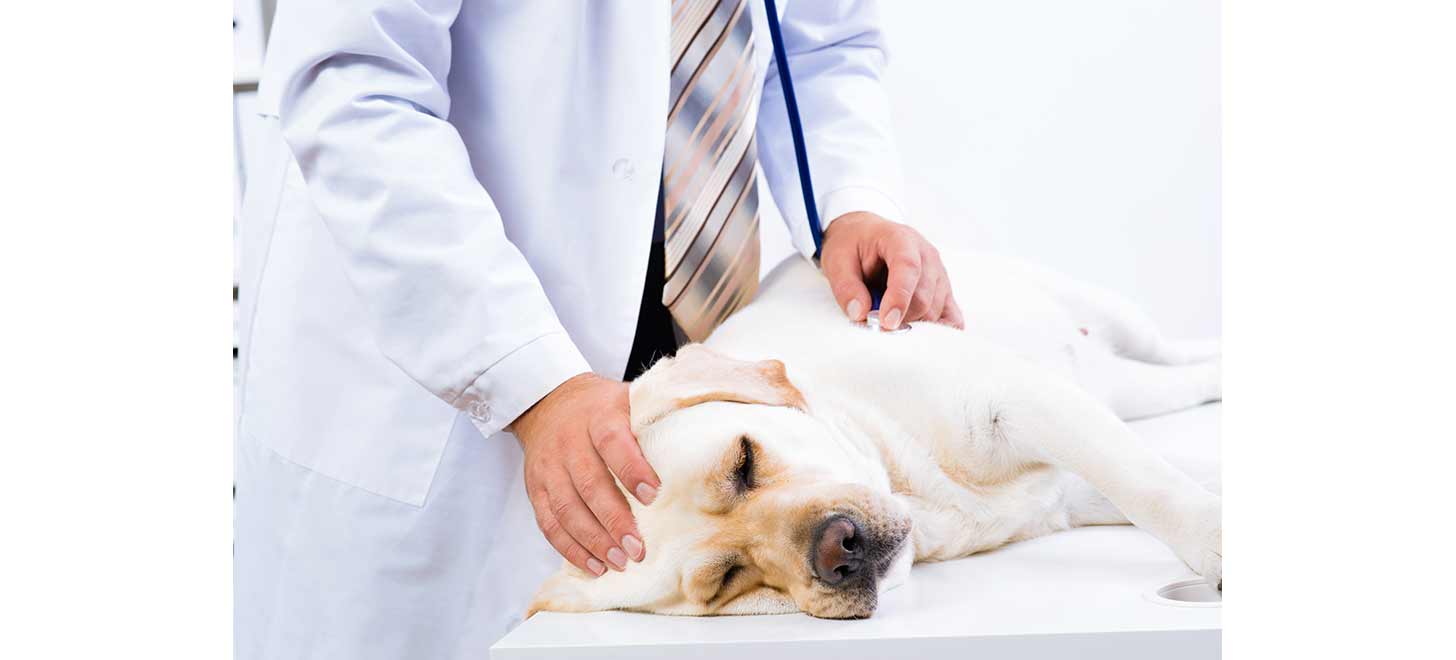 犬の肥満細胞腫