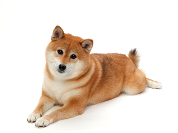 ̔畆a