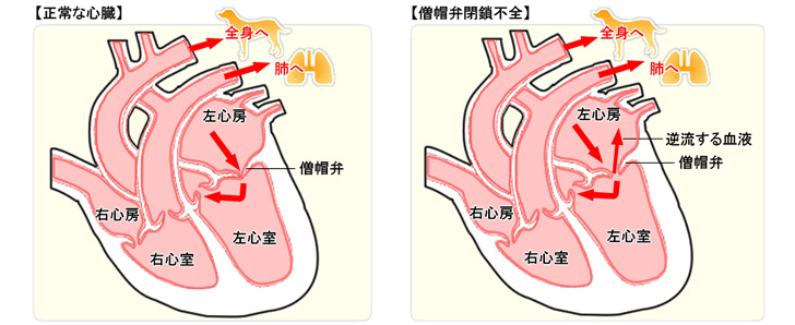 価格.com - 犬の僧帽弁閉鎖不全の症状・原因と治療法について獣医師が解説