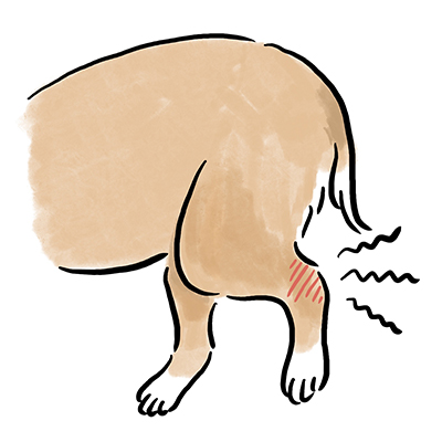 �G�W���E�P�̃P�[�X