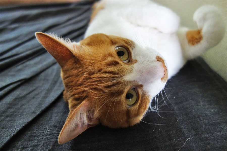 hLhKI ybg̖тtɂȂ܂𔭌