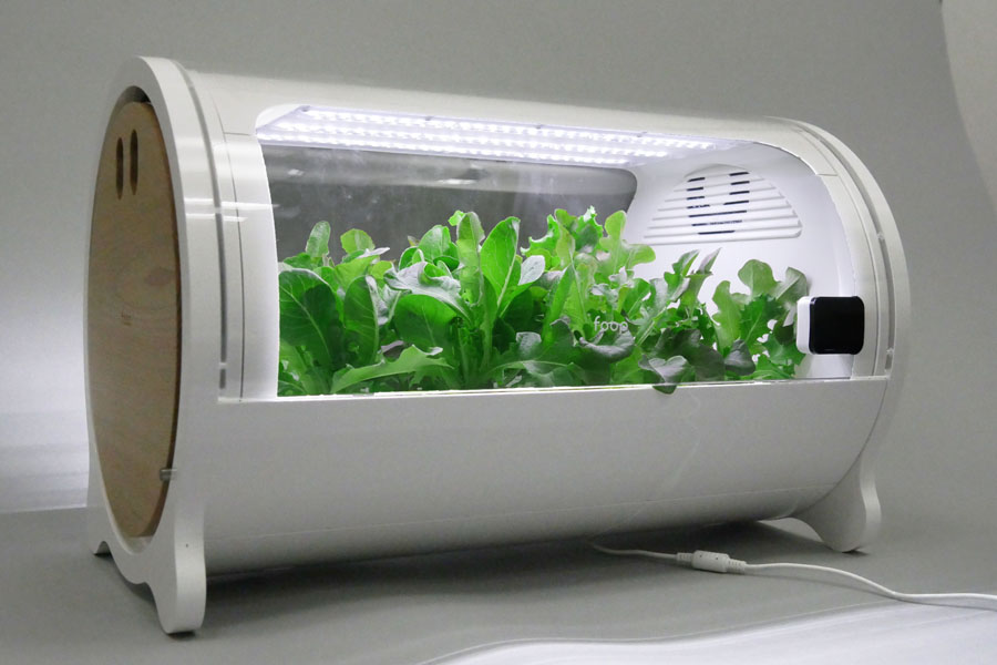 家庭菜園の新時代。IoT水耕栽培機「foop Lite」でレタスを作ってみました