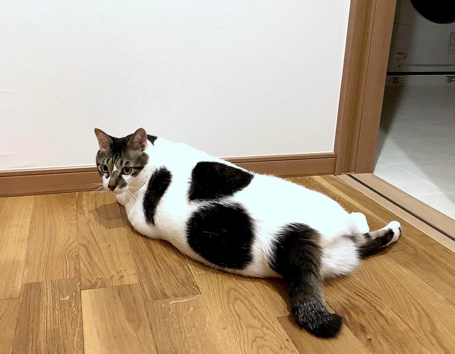 猫にひっかかれた壁紙は クロス補修ツールでどこまで直せるのか