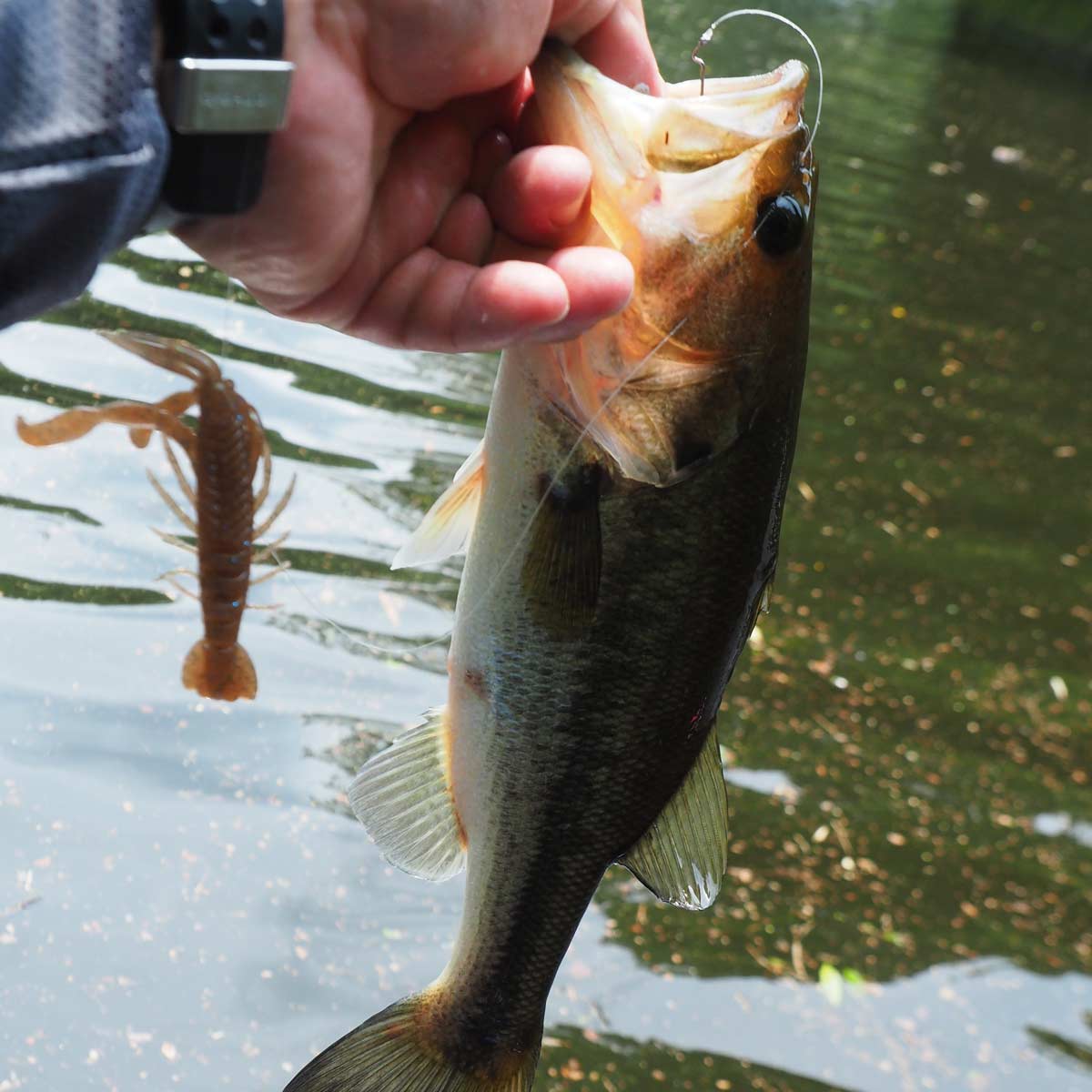 1日50アップ2本 ブルフラット ノンソルト 最強の基本テクに新事実発覚 価格 Comマガジン