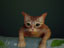 yQ[zqbg̃TCo[pNLQ[uStrayvSNr[I 