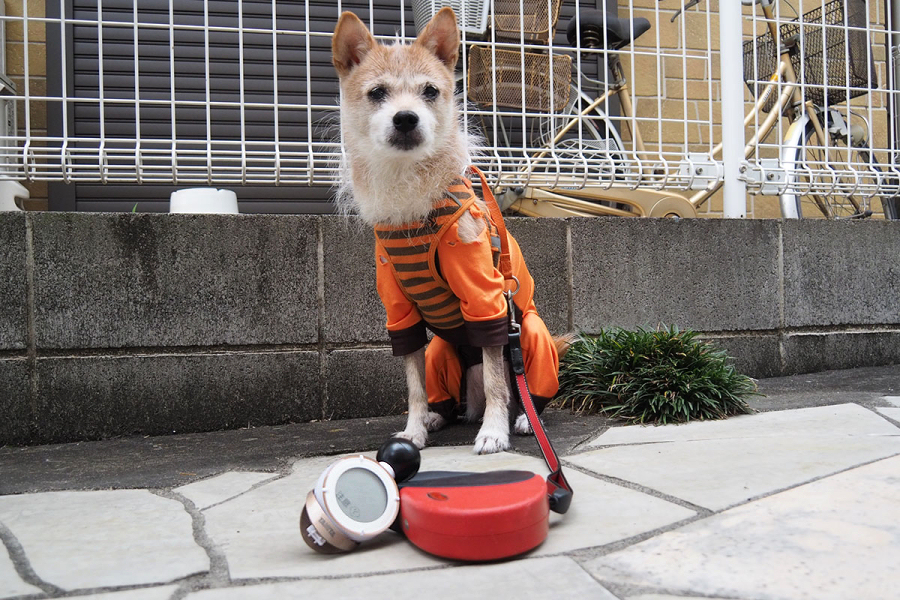 実は湿度も重要 熱中症の危険度を警告してくれる コンディションセンサー で愛犬を守る 価格 Comマガジン