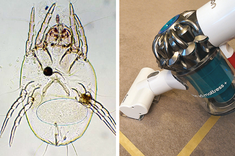 ダイソン Dyson V6 Mattress+ Y通常配送商品 dyson(ダイソン) 国内正規品ダイソン ハンディクリーナー Dyson V6