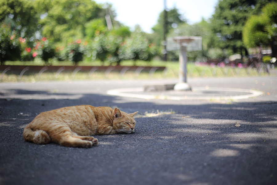 Canon 単焦点レンズ EF50mm F1.8 STM