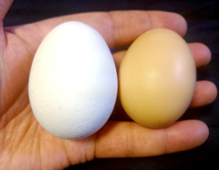 不老不死の食材 希少な 烏骨鶏の卵 を食べてみた 価格 Comマガジン