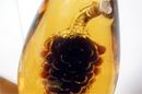 白と赤が同じ瓶に!? 見事すぎるボトルに入った珍ワイン