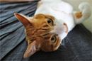 犬派も猫派も必見! ペットの毛が付きにくくなる洗濯洗剤を発見♪
