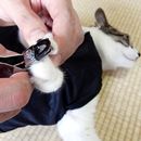 猫の爪切りお助けグッズで「世界一爪切りしやすい猫」は作れる！