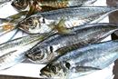 【8月はアジ!】初心者のための旬の魚の釣り方ガイド