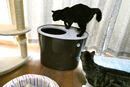 猫用トイレの新しい形! ニオイや砂の飛び散りに、もう悩まニャイ♪