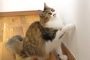 猫にひっかかれた壁紙は、クロス補修ツールでどこまで直せるのか!?