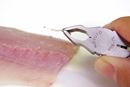 驚きの気持ちよさ! 魚の小骨がスルッと抜ける「骨抜き名人」にもうメロメロです