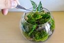 手のひらサイズの植物園。自分だけの「苔テラリウム」を作って癒やされよう