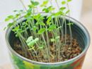 ベランダでも手軽に家庭菜園が実現できる「栽培キット」