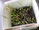お部屋の中で育てられる! ベジコンテナで家庭菜園を始めよう