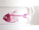 幻想的。お魚をスケスケにした透明骨格標本が美しすぎる
