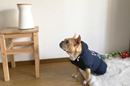 おやつが“ポーン”と出てワンコが寄ってくる、暗視機能付きペットカメラ「Furbo」