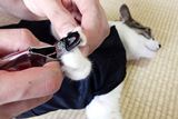 猫の爪切りお助けグッズで「世界一爪切りしやすい猫」は作れる！