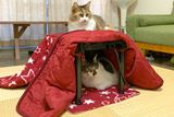 人類はこたつを取り戻した！ 「ペット専用こたつ」で猫ホイホイに成功♪