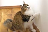 猫にひっかかれた壁紙は、クロス補修ツールでどこまで直せるのか!?