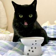 猫ちゃんの食器は「脚付き」がいい！ 高さを出して“吐き戻し”を防ごう