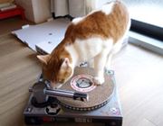 DJ NEKOOaH LDJɂȂ^[e[u^܂Ƃ