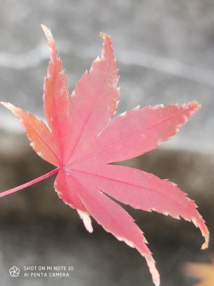 ���w5�{�Y�[���J�����́A�\�}���H�v����΁A�w�i��傫���ڂ������B�e���s���₷��