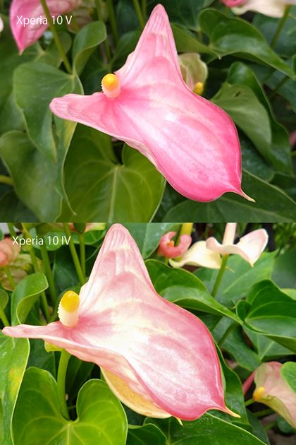 sNƔ̕GȃOf[VAXËBeBԂ̔Fɂ͂ƂႢAXperia 10 V͘IoTĂZɁAXperia 10 IV͖OaCWFʂƂȂĂB̈ۂɋ߂̂Xperia 10 IV̂قiXperia 10 VF4000×3000A2.68MBAXperia 10 IVF4000×3000A2.9MBj